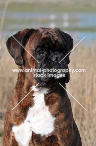 Boxer looking away