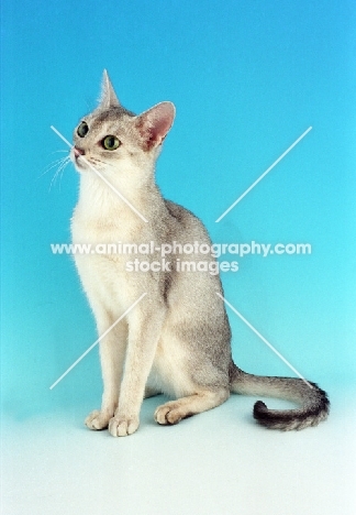 usual silver Abyssinian