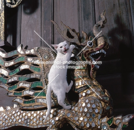 Kao Manee kitten, climbing on dragon statue