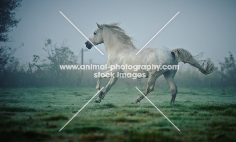 Andalusian running in foggy field.