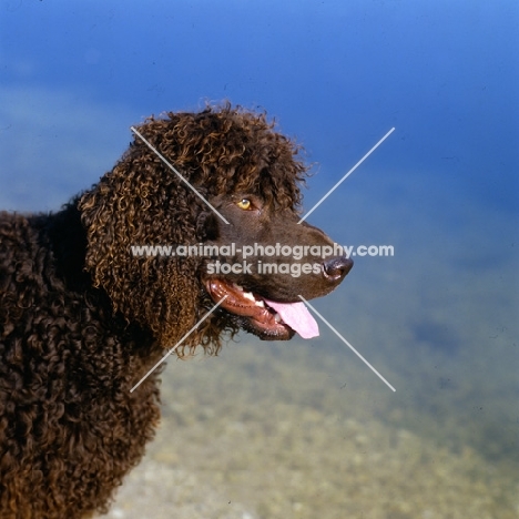 sh ch kellybrook joxer daly, irish water spaniel head portrait