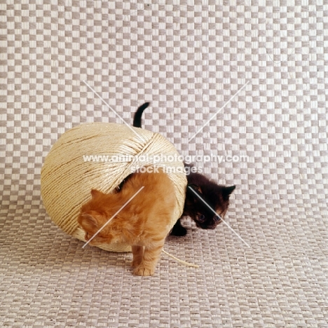 two long hair kittens playing with string