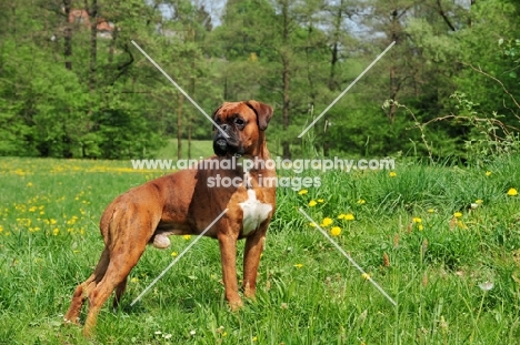 Boxer standing in field