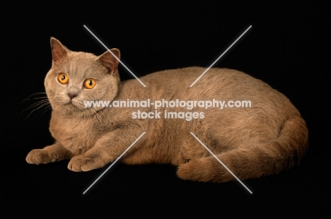 lilac british shorthair cat lying down