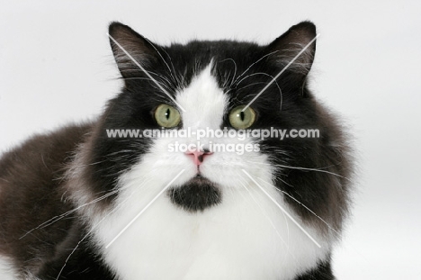 cymric cat portrait
