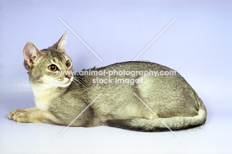 blue silver Abyssinian lying down