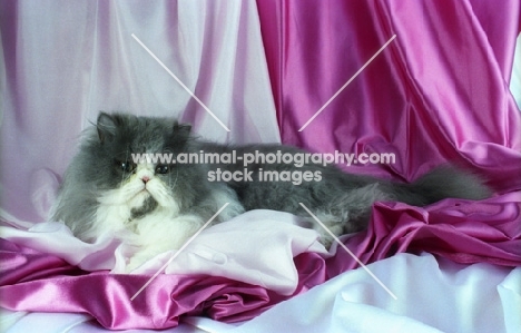 bi-coloured, blue and white persian cat