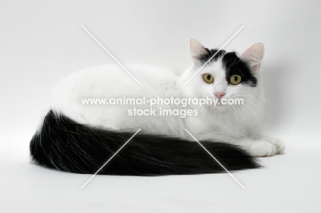 black and white turkish van cat lying down