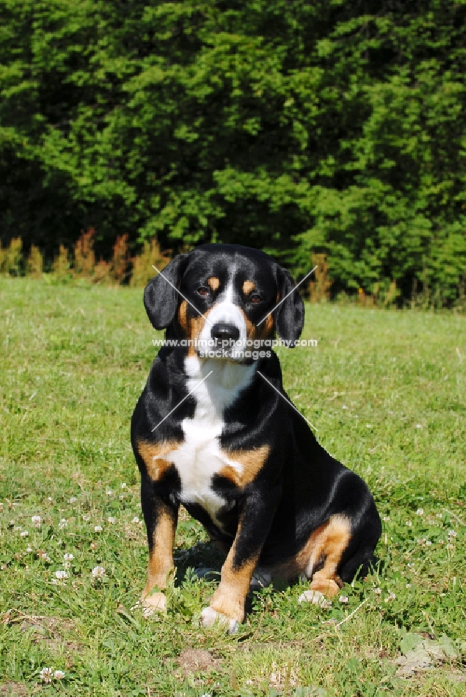 entlebucher sennenhund sitting