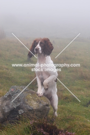 English Springer Spaniel, working type, looking alert