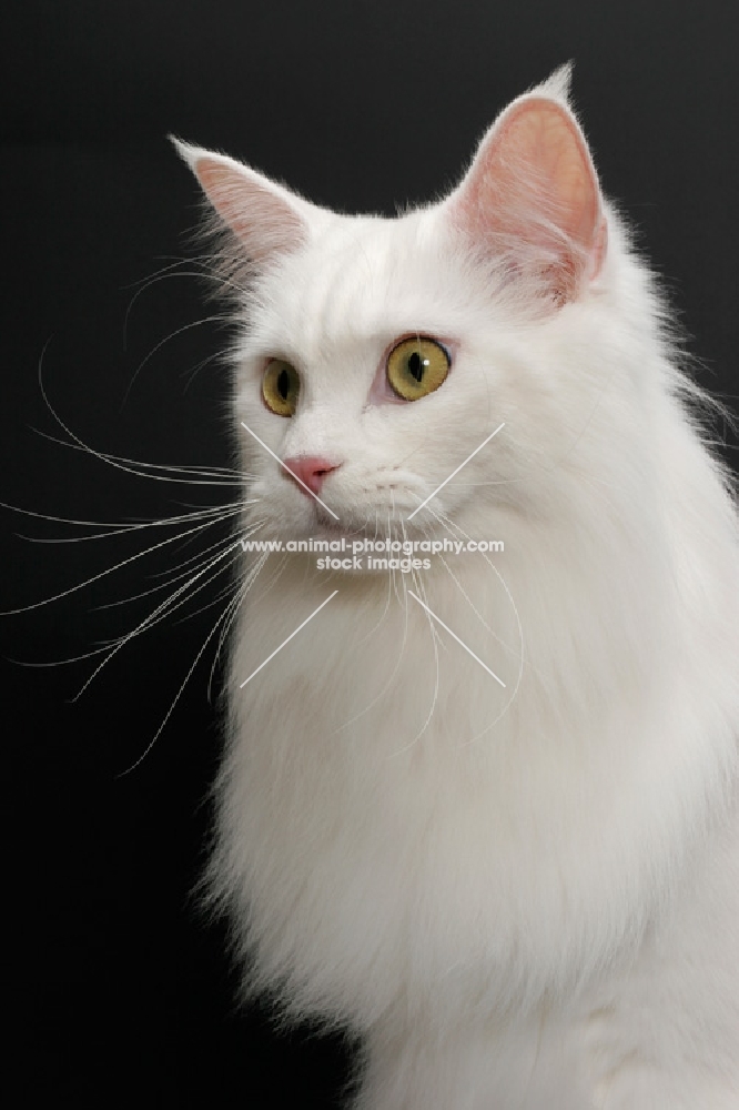 white Maine Coon on black background, looking away
