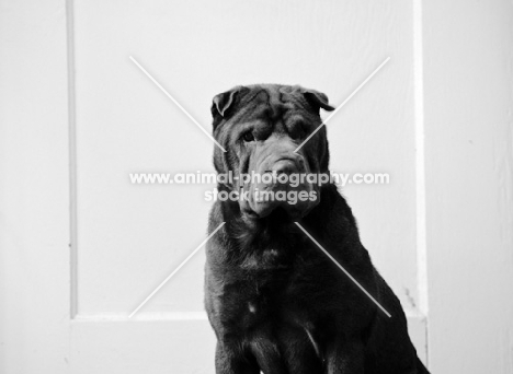 Shar Pei in black and white