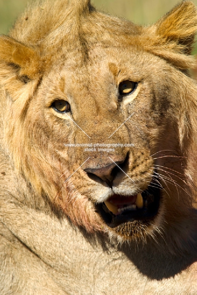 portrait of a lion