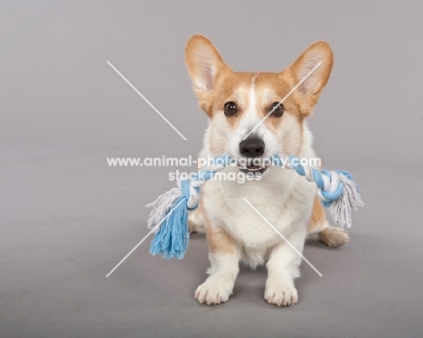 Corgi with rope