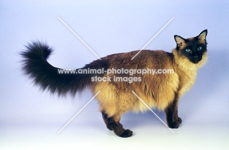 seal point balinese cat standing on purple background