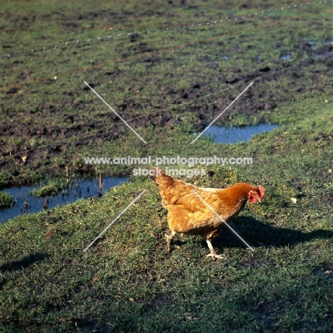 rhode island red hen running