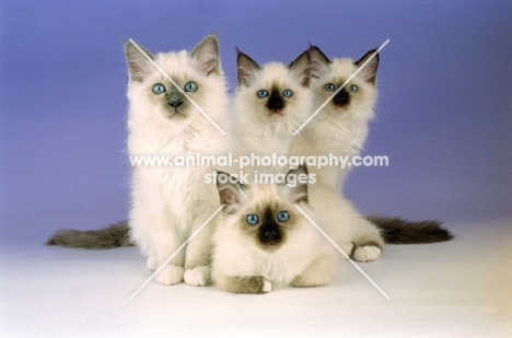 four birman kittens