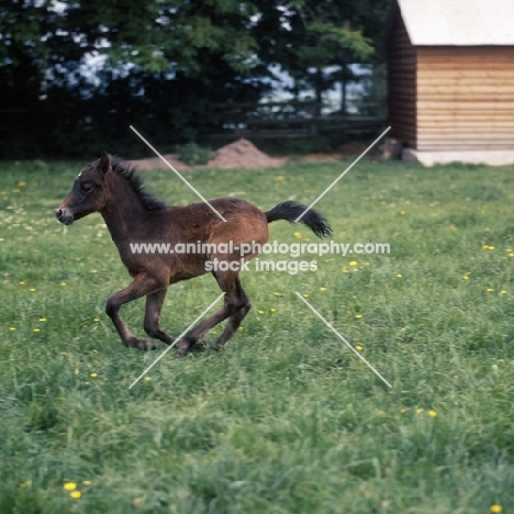 Caspian Pony foal cantering