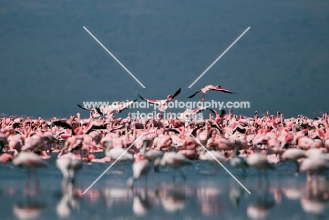 Pink Flamingos on Lake Naivasha in Kenya