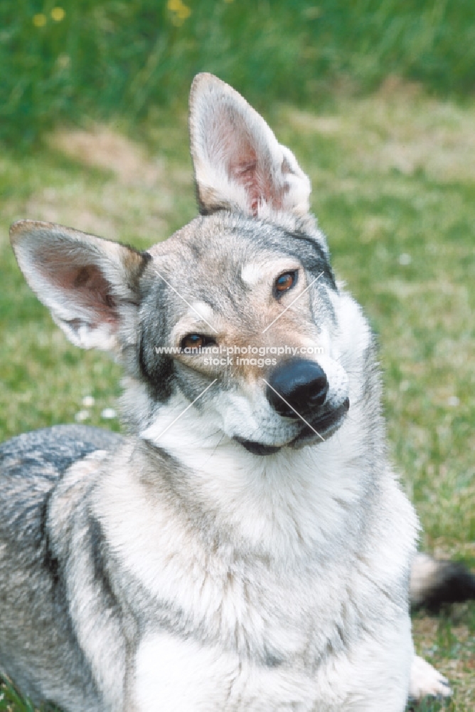 czech wolfdog portrait
