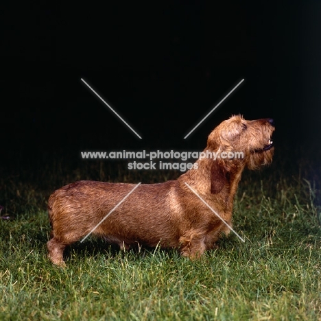 ch lieblings joker in the pack, wire haired dachshund on grass