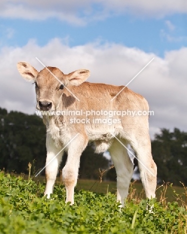 Swiss brown calf standing in field