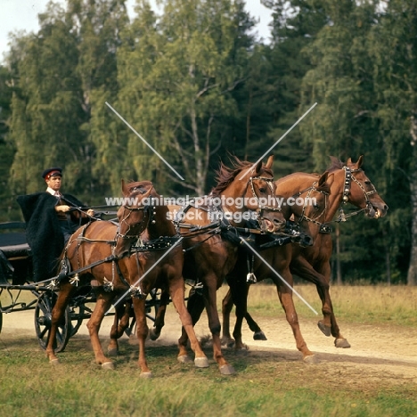 tachanka, driver pulling up 4 Don geldings in Moscow forest