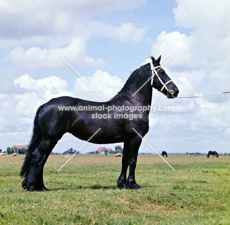 Everlein, Friesian mare posing, as they do. The team Everlien and Fronieca, the former by Ritske x Jantine and the latter by Ritske x Lina, won the pairs championships in 1966 and 1967. 
