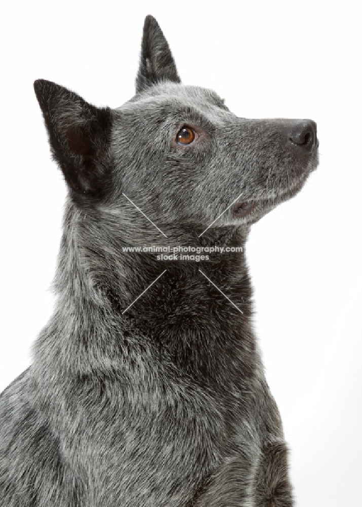 Australian stumpy tail cattle dog portrait on white background