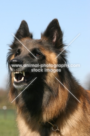 Belgian Shepherd Dog, Malinois barking