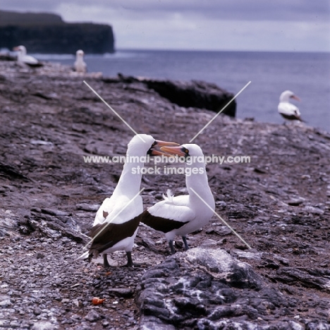 masked booby looking into beak of another, galapagos islands