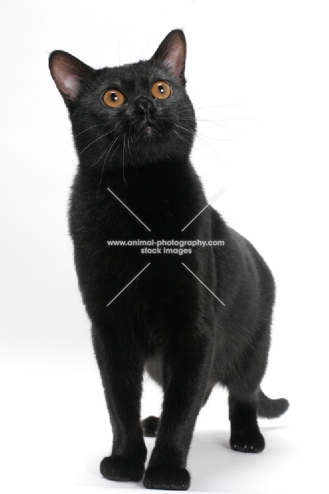 Bombay cat on white background, staring