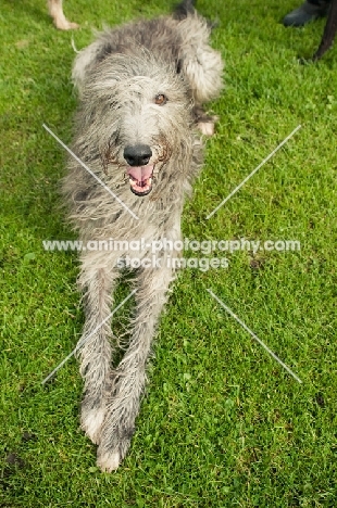 Deerhound lying on grass