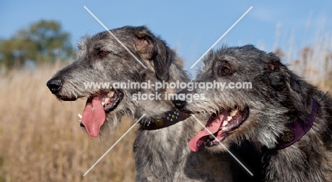 two Irish Wolfhounds, profile