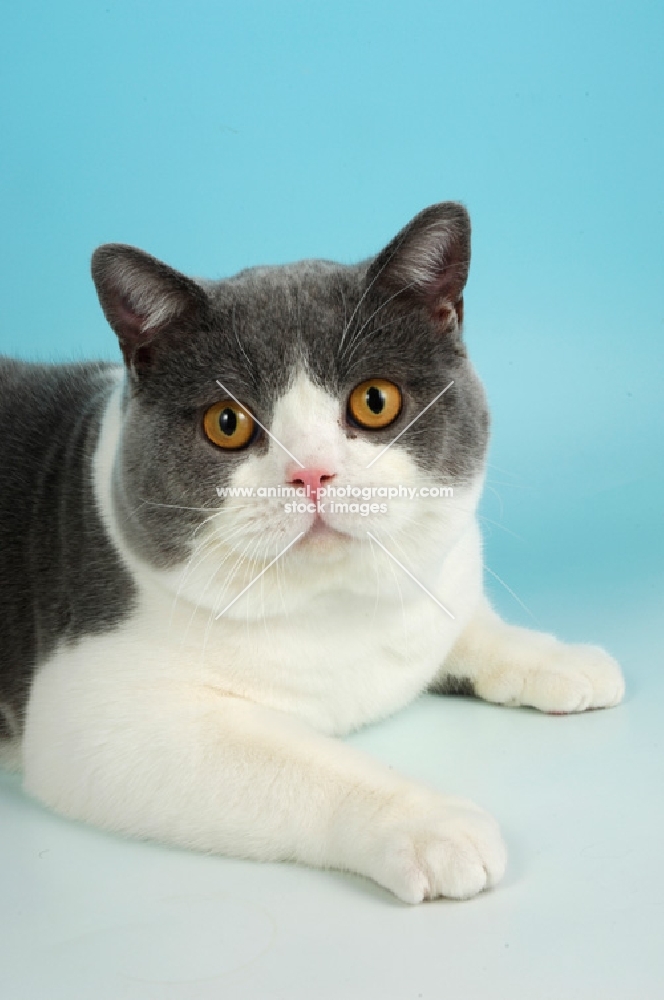 british shorthair portrait, bi-coloured blue and white