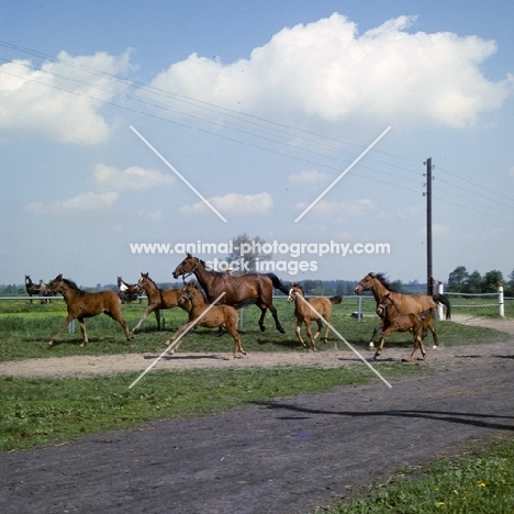 group of Polish Arab mares and foals running and leaping