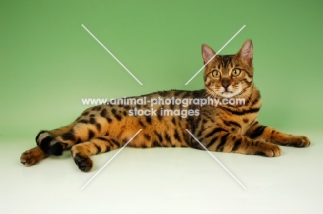 brown spotted bengal lying down on green background