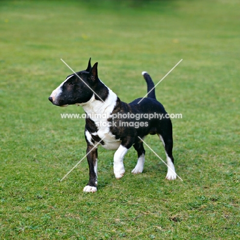miniature bull terrier standing on grass