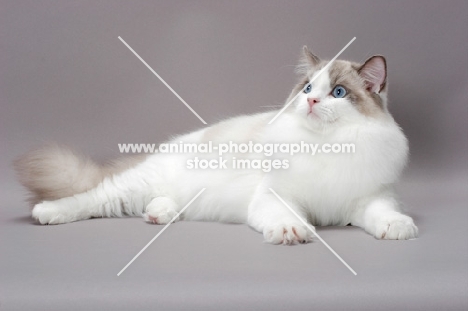 blue point bi-colour Ragdoll cat lying on grey background