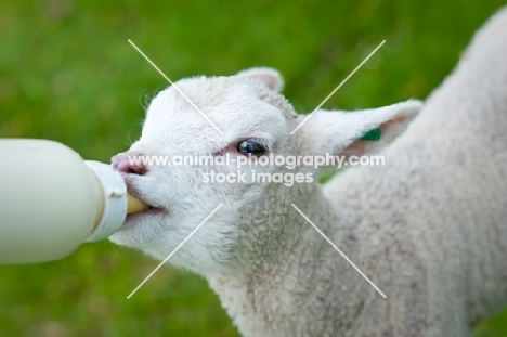 Lleyn lamb being fed from a baby's  bottle.