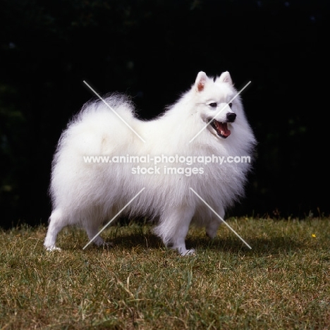 japanese spitz with one paw up