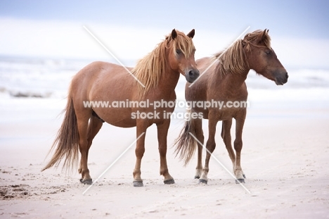 two wild assateague horses on a beach