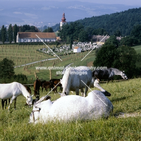 lipizzaner mare rolling with mares and foals at piber, famous view in background