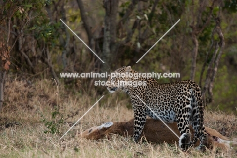 Leopard standing over new kill in Masai Mara