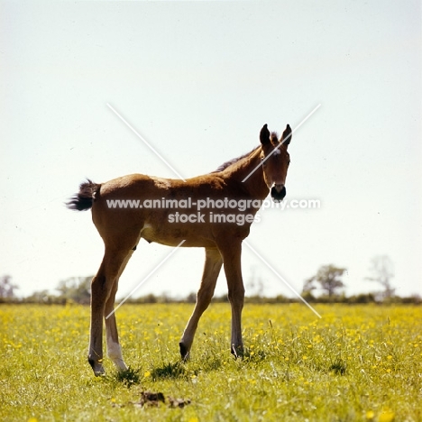 thoroughbred foal