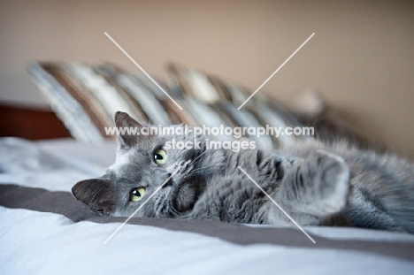 gray cat lying on side