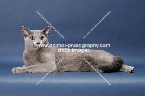 male Russian Blue cat, lying down