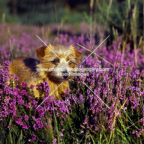 chalkyfield folly, norfolk terrier lying in heather