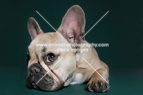 cute French Bulldog looking up in green studio