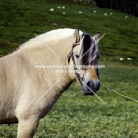 maihelten 1692, fjord stallion  in norway